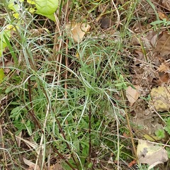 Artemisia marschalliana
