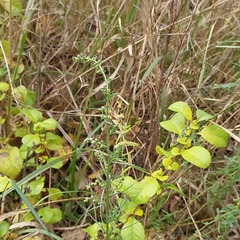 Artemisia marschalliana