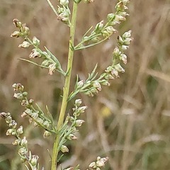 Artemisia marschalliana