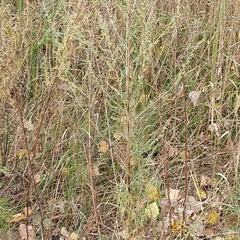 Artemisia marschalliana