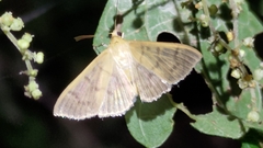 Herpetogramma licarsisalis