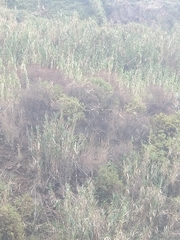 Hypericum canariense