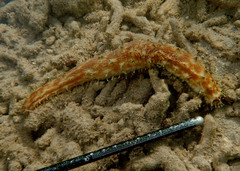 Holothuria hilla