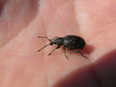 Otiorhynchus tristis