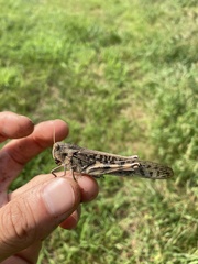 Locusta migratoria