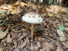 Macrolepiota