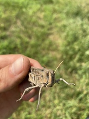 Locusta migratoria