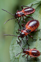 Tropidothorax leucopterus