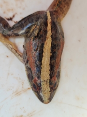 Ptychadena mossambica