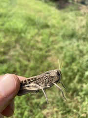 Locusta migratoria