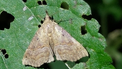Hypena laceratalis