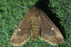 Eupsilia transversa