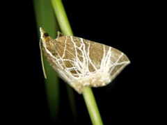 Evecliptopera illitata illitata