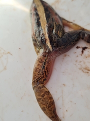 Ptychadena mossambica