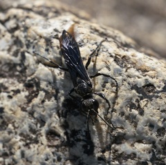 Sphecinae