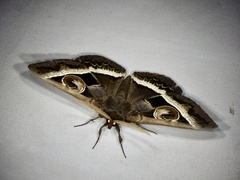 Metopta rectifasciata