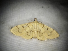 Patania chlorophanta