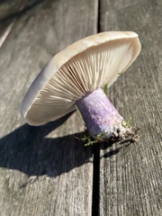 Lepista personata