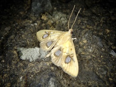 Nosophora semitritalis