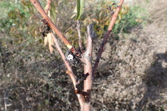 Capnodis tenebrionis