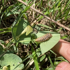 Zerynthia polyxena