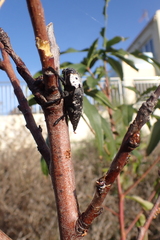 Capnodis tenebrionis