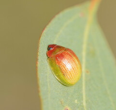 Paropsisterna simsoni