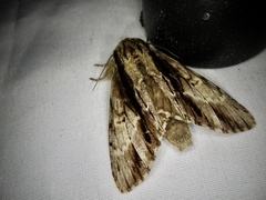 Shaka atrovittatus