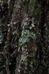 Bulbophyllum exiguum