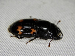 Glischrochilus japonius