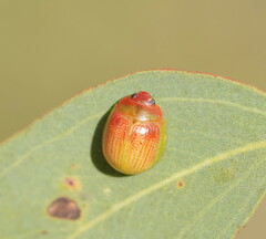 Paropsisterna simsoni