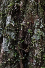 Bulbophyllum exiguum