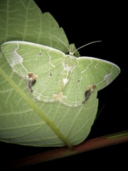 Comibaena subdelicata