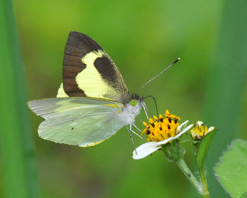 Leptophobia eleone (Doubleday, 1847)