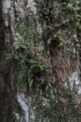 Bulbophyllum exiguum