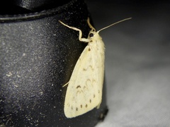 Miltochrista calamina