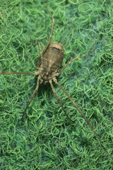 Lacinius