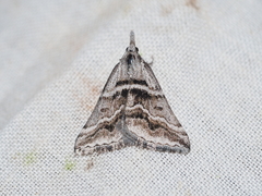 Dichromodes consignata