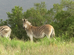 Equus quagga burchellii