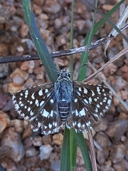 Spialia galba