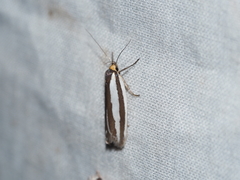 Phytotrypa brochosema