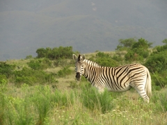 Equus quagga burchellii