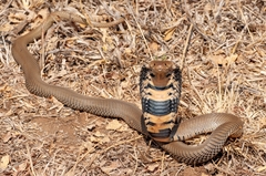 Naja mossambica