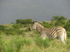 Equus quagga burchellii