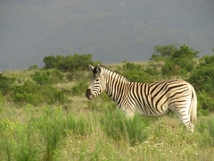 Equus quagga burchellii