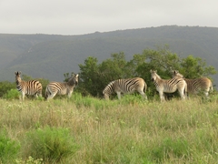 Equus quagga burchellii