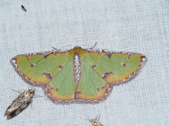 Eucyclodes buprestaria