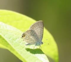 Catopyrops florinda