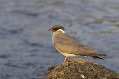 Glareola nuchalis nuchalis
