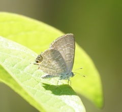 Catopyrops florinda